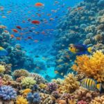 живі рифи в Єгипті